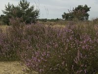 NL, Limburg, Weert, Weerter en Budeler Bergen 32, Saxifraga-Marijke Verhagen